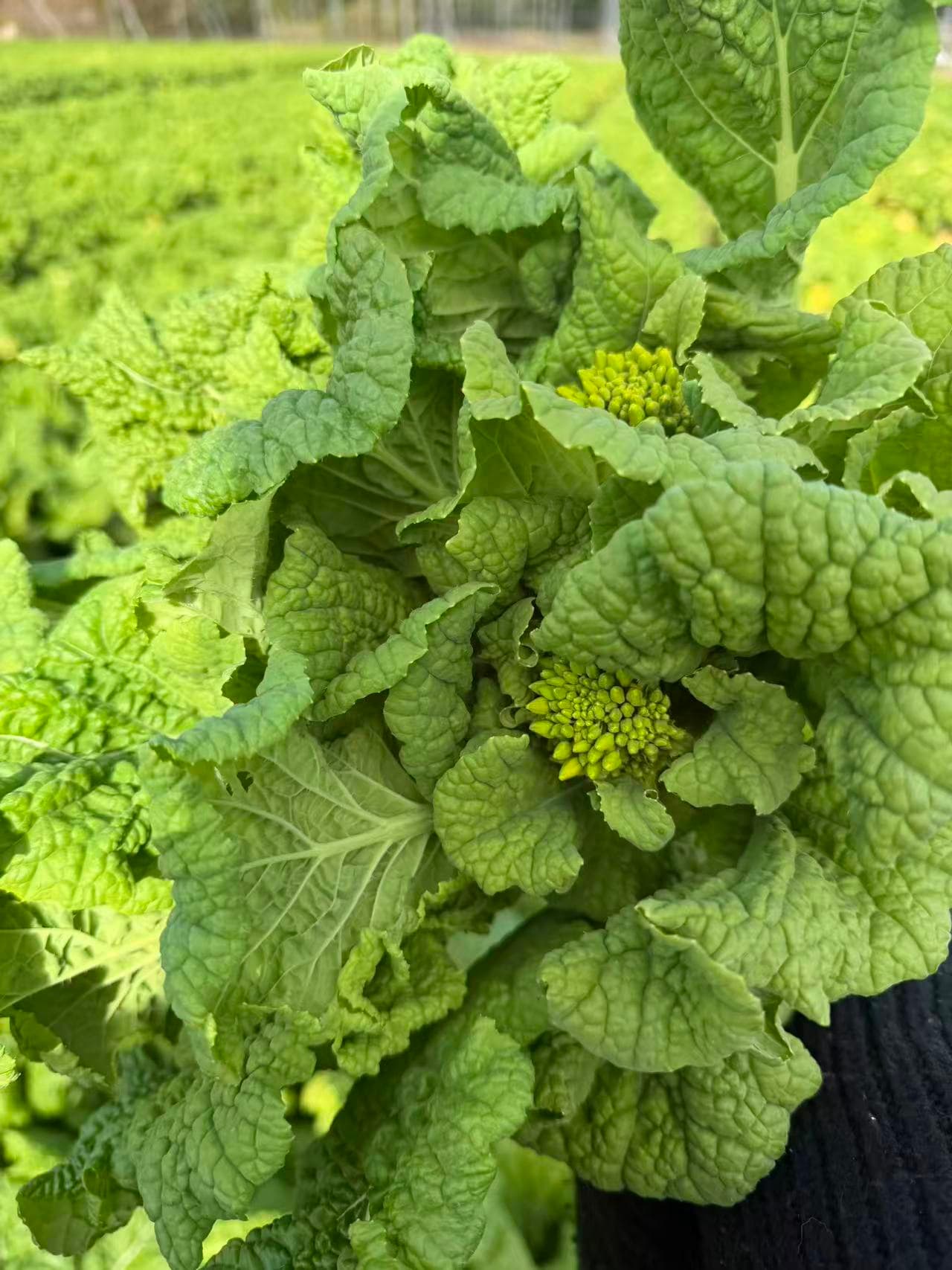 有機野菜 10