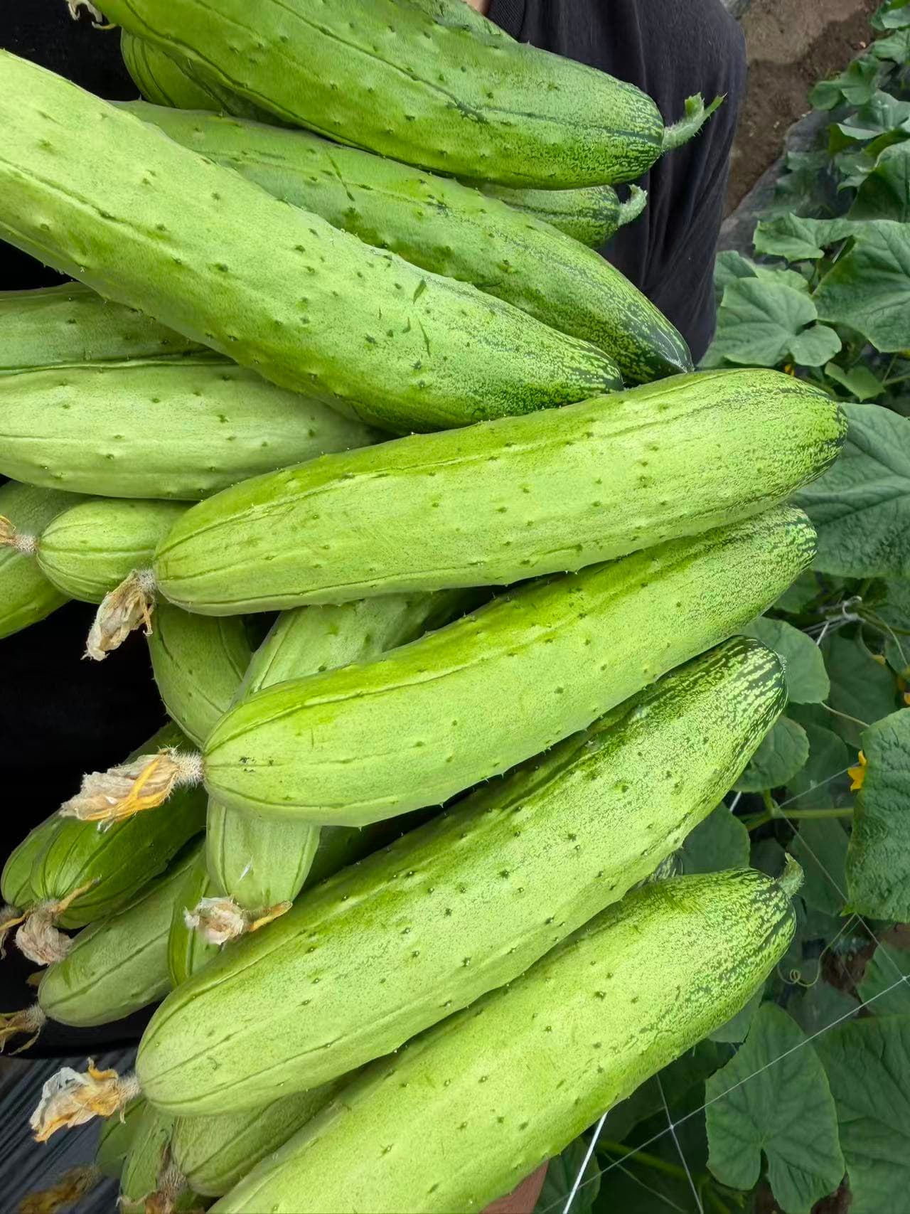 有機野菜 3