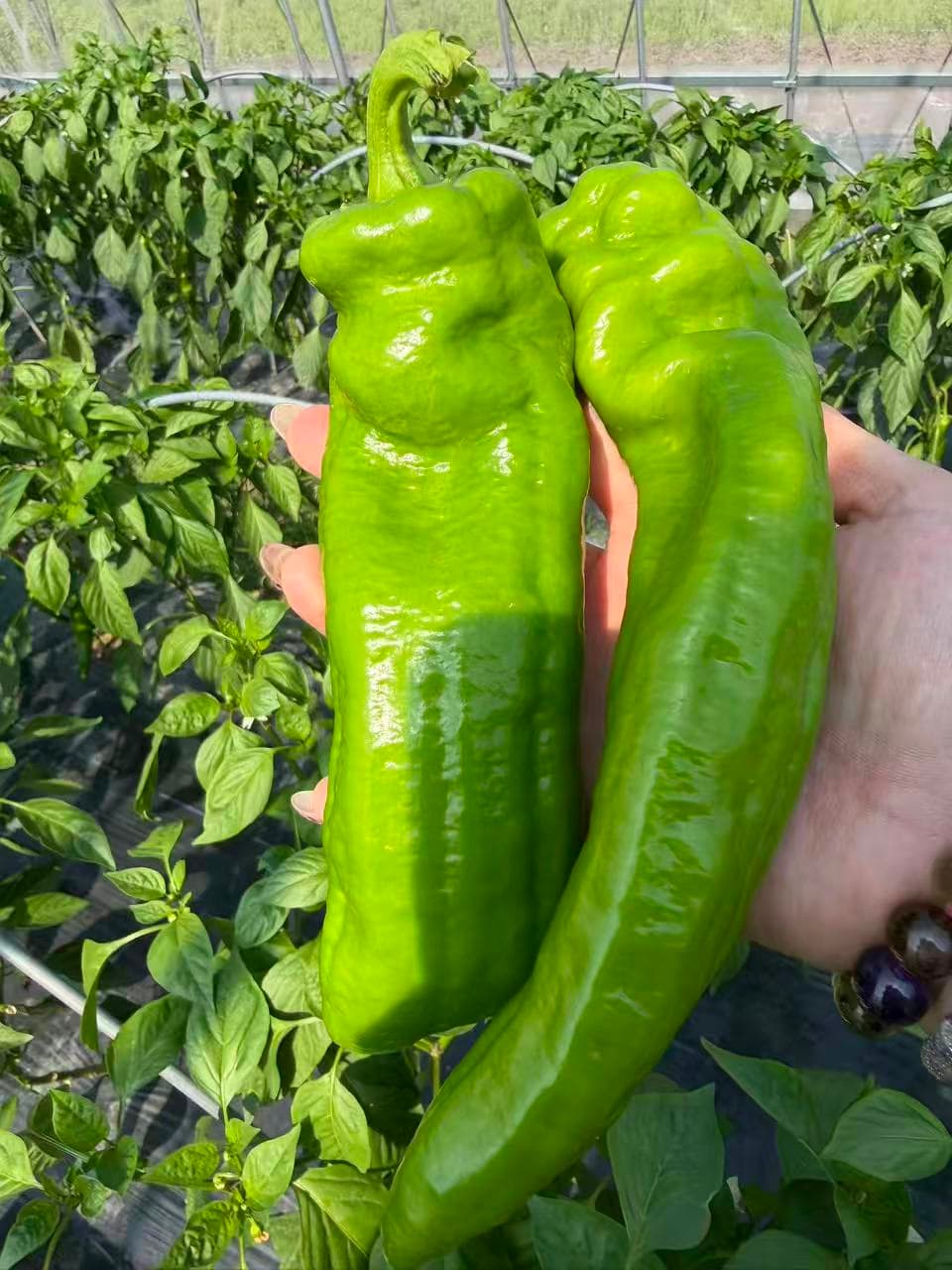 有機野菜 8