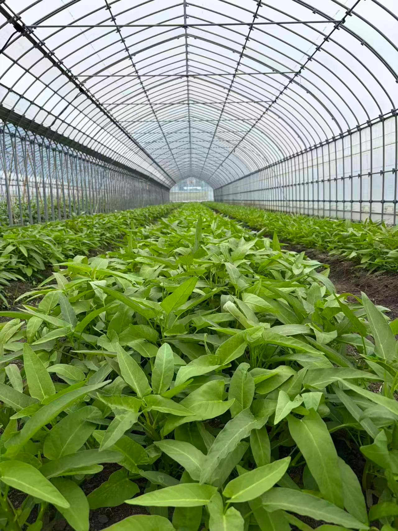 有機野菜